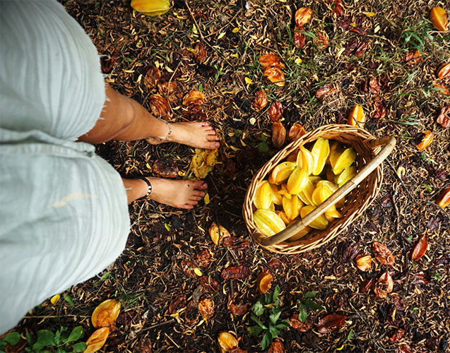 harvest basket1